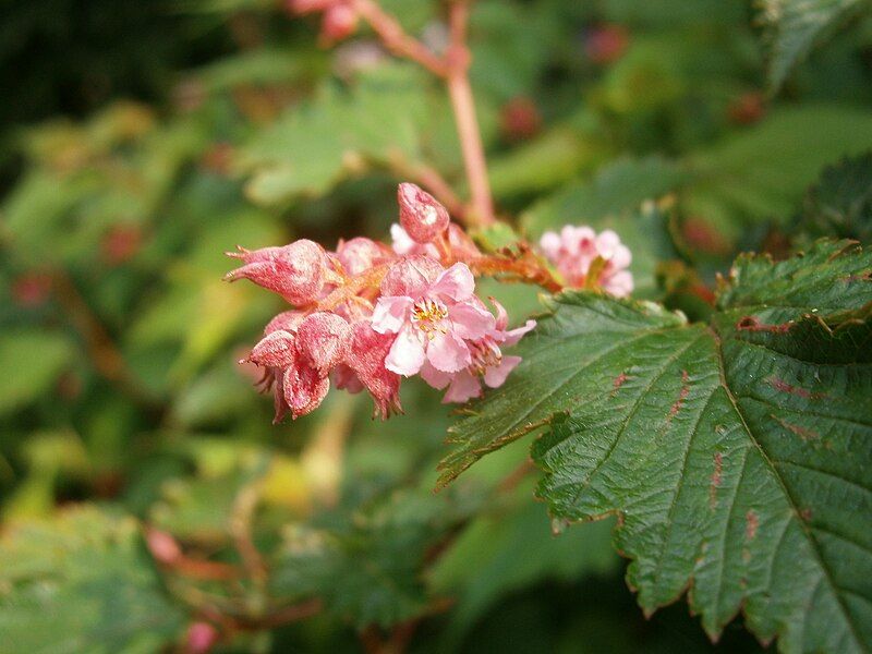 File:Neillia thibetica03.jpg