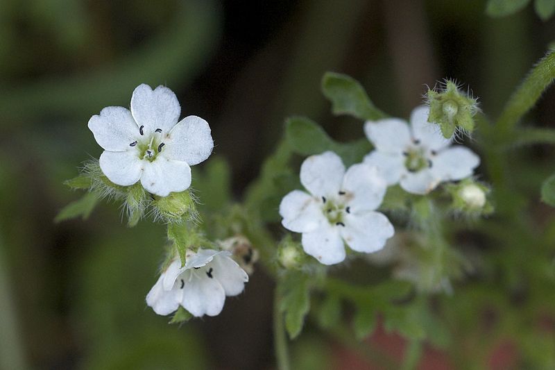 File:Nemophila heterophylla.jpg