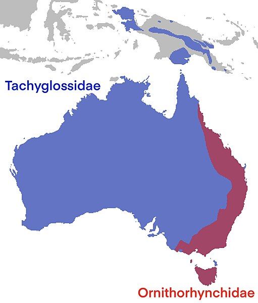 File:Ornithorhynchoids map.jpg