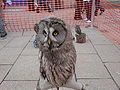 Unknown owl#3