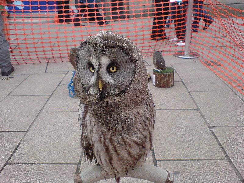 File:Owlwideeyes.JPG