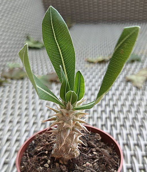 File:Pachypodium densiflorum.jpg