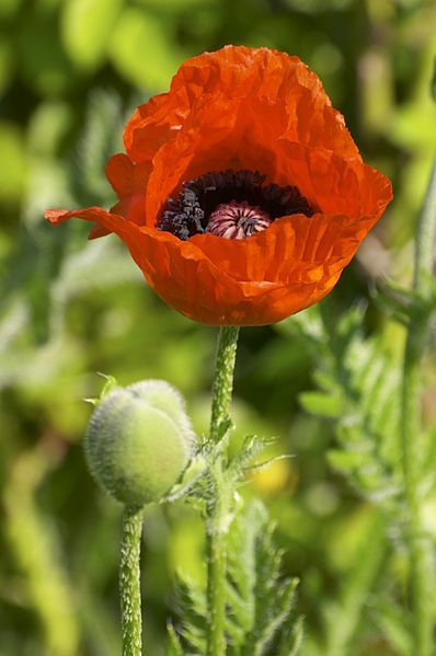 File:Papaver(Kirechko).jpg