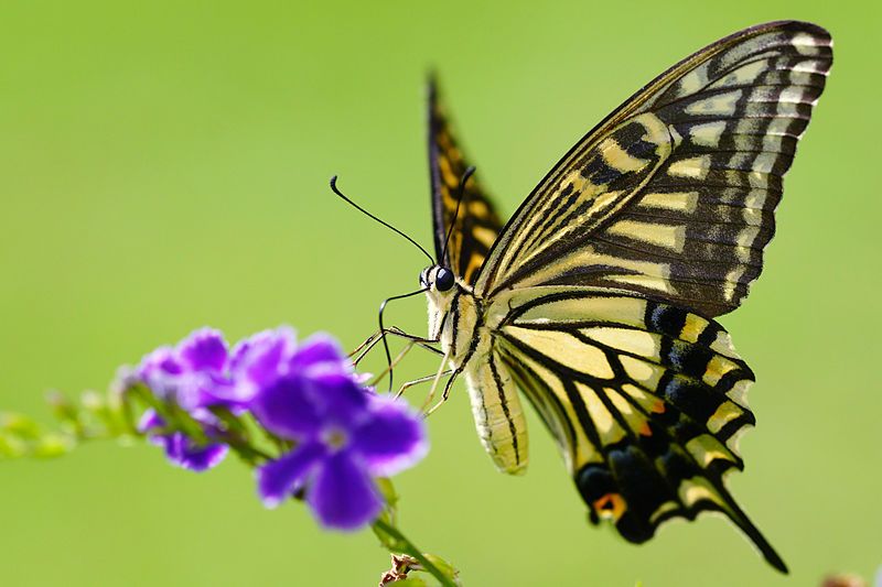 File:Papilio xuthus 20130804.jpg