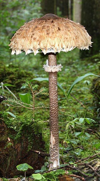 File:Parasol-Macrolepiota-procera-stem-ring-crop-tall.jpg