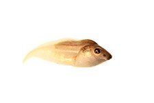 Tadpole