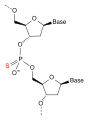 Phosphorothioate DNA of an antisense oligonucleotide