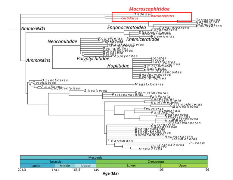 File:Phylogeny Macroscaphitidae.png