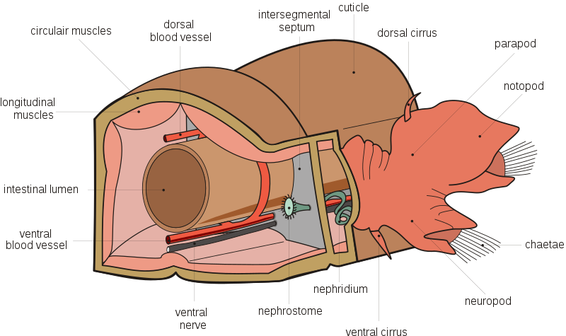 File:Polychaeta anatomy en.svg