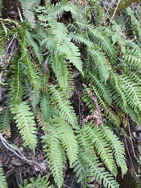 File:Polypodium sibiricum 42667790.jpg