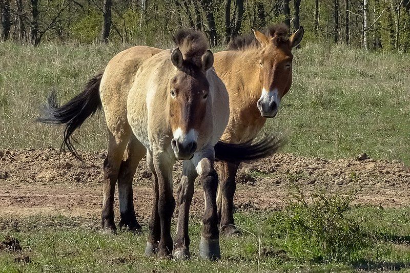 File:Przewalski döberitz.jpg