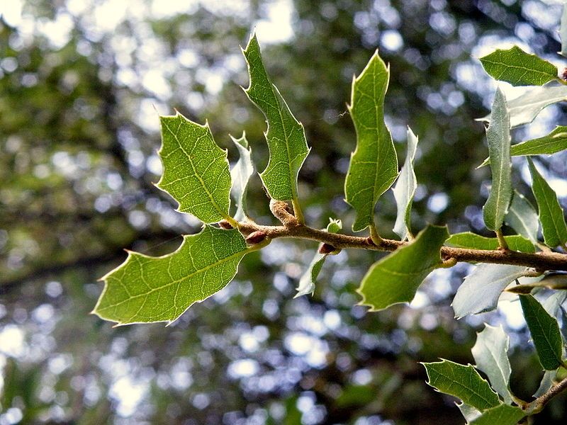 File:Quercus coccifera (10).JPG