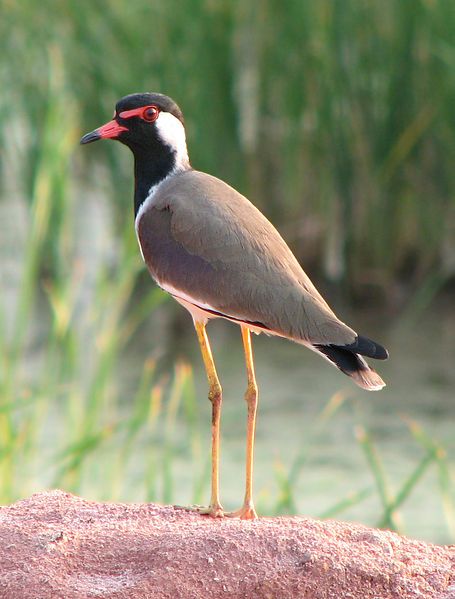 File:Red-wattled Lapwing denoised.jpg