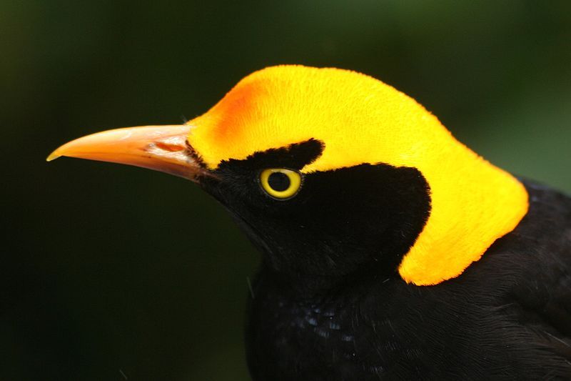 File:Regent Bowerbird head.jpg