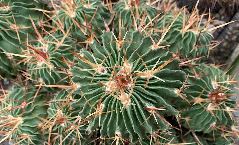 File:STENOCACTUS MULTICOSTATUS WWW.RAREPLANT.ME.jpg