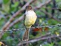 Oct. 08: Sad Flycatcher