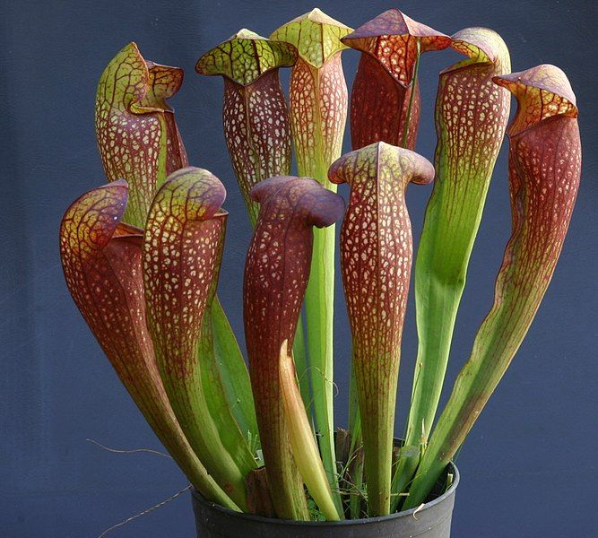 File:Sarracenia 2.jpg