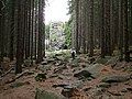 Forest clearing at the rocks