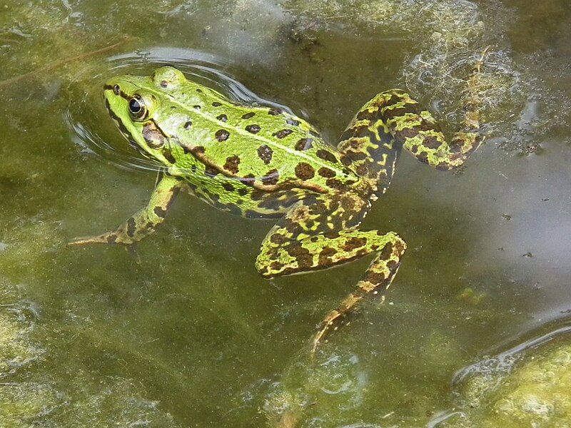 File:Schwimmender Frosch Nahaufnahme.JPG