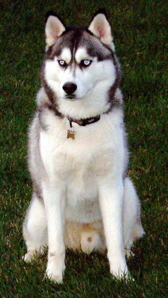 File:Siberian husky.jpg