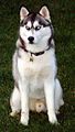 Siberian Husky male "Bela", 22 months of age