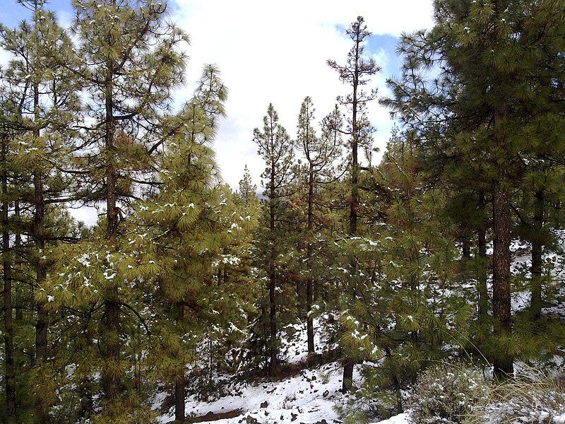 File:Snow in Tenerife.jpg