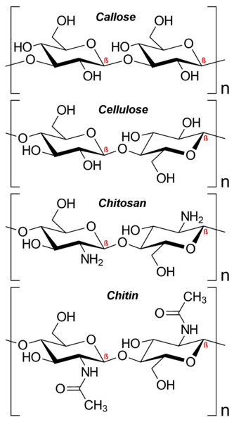 File:Structural polysaccharides.png