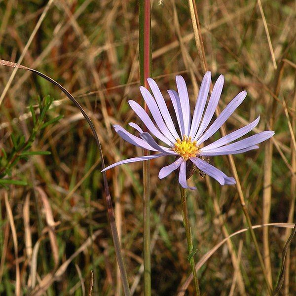 File:Symphyotrichum chapmanii 34261974350.jpg