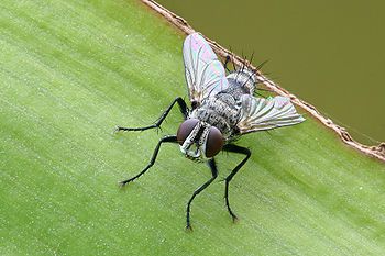 Tachinid fly with iridescent wings