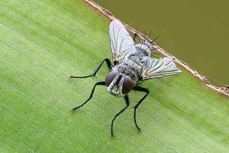 Tachinidae, by Muhammad Mahdi Karim