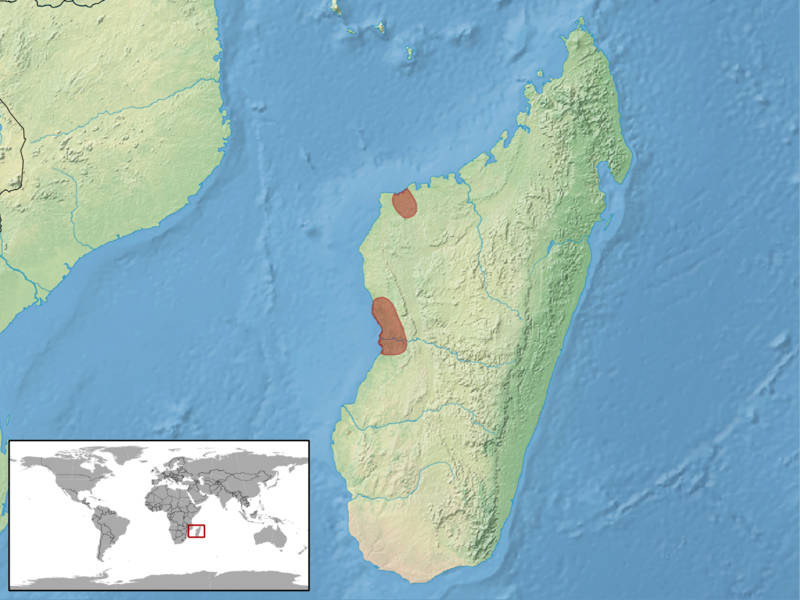 File:Trachylepis tandrefana distribution.png