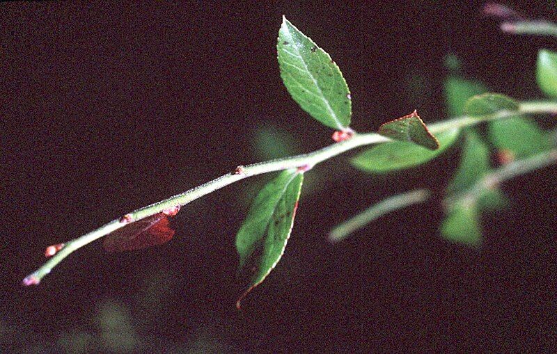 File:Vaccinium elliottii1.jpg