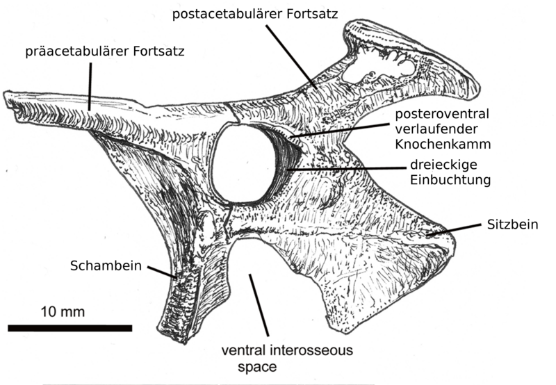 File:Vectidraco pelvis de.png