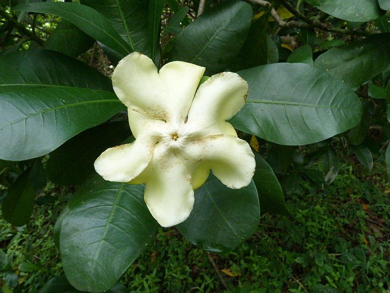 File:Voacanga thouarsii-flower-1.jpg