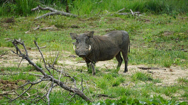 File:Warthog Uganda Smiling.jpg