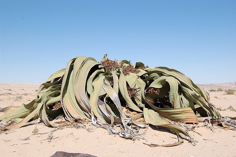 File:Welwitschia mirabilis S&J5.jpg