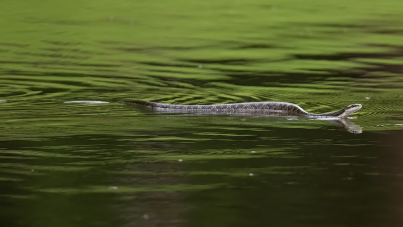 File:Western Rat Snake.png