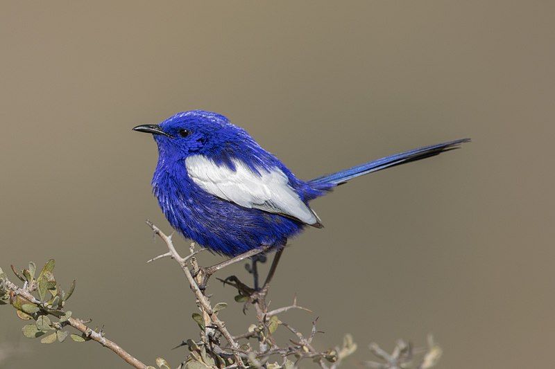 File:White-winged fairywren.jpg