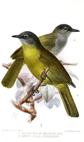 File:Xenocichla2Keulemans.jpg