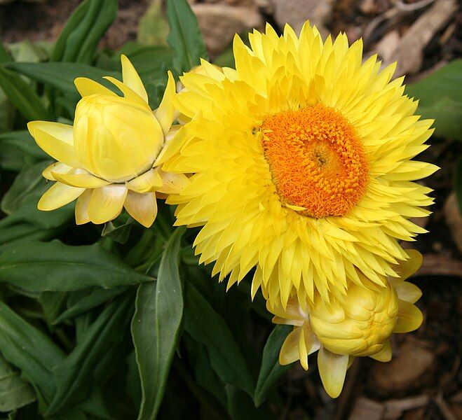 File:Xerochrysum strawburst.jpg