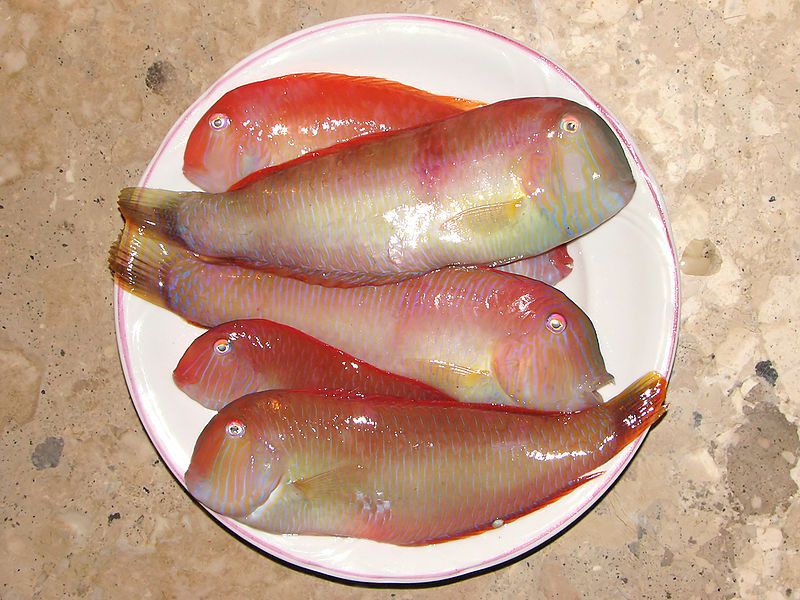 File:Xyrichtys novacula catch.jpg