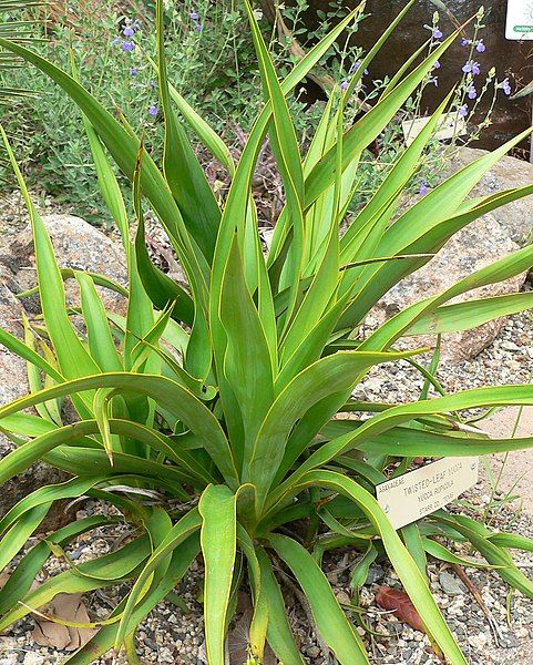 File:Yucca rupicola 1.jpg