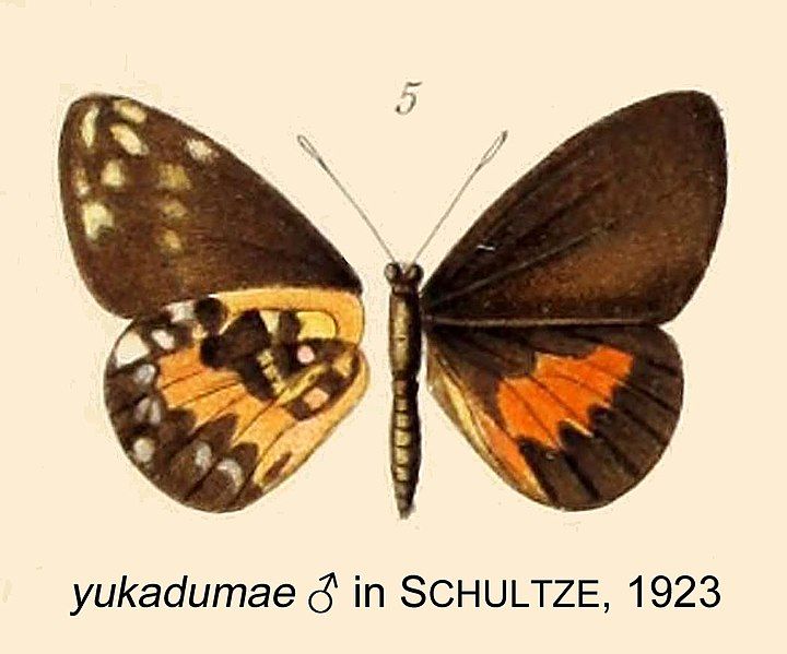 File:Yukadumae inSchultze1923.jpg