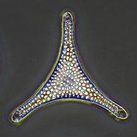 Fossil diatom