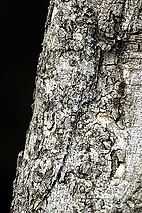 photo of a Draco dussumieri on a tree trunk, very hard to see