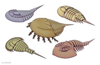 Various synziphosurines 様々なハラフシカブトガニ類