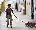 Image 9One of the photographs of the Abu Ghraib prison torture scandal: a naked prisoner being forced to crawl and bark like a dog on a leash. (from Nudity)