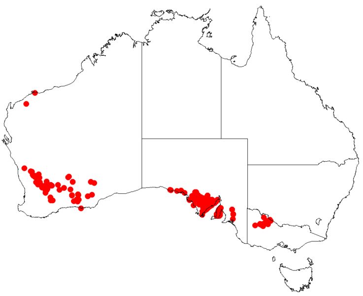 File:Acacia ancistrophyllaDistMap45.png