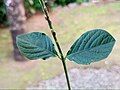 Opposite leaf arrangement and seeds attached to long peduncle. India