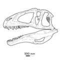 Acrocanthosaurus skull reconstruction